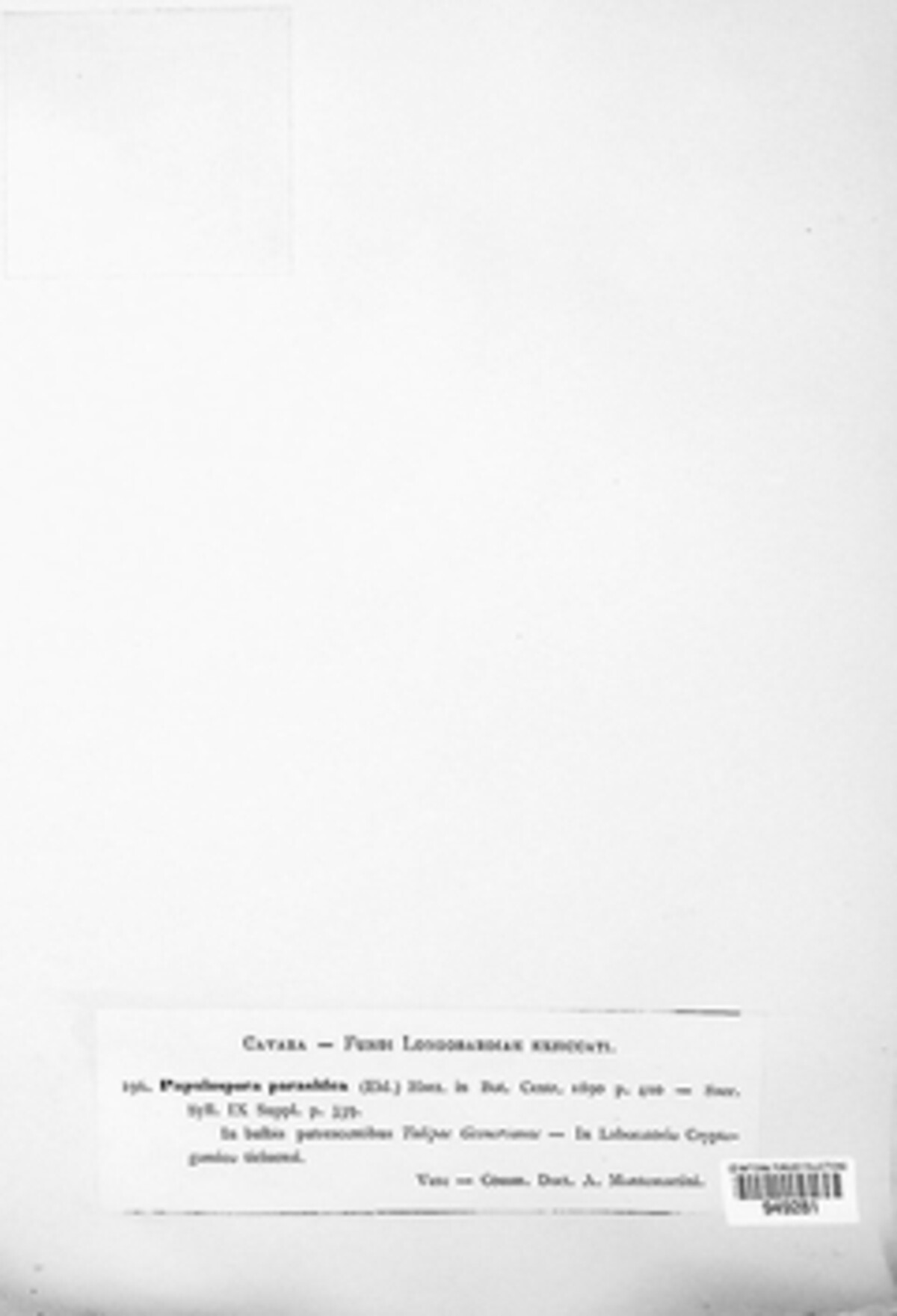 Microthecium sepedonioides image